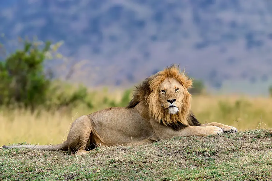 lion-kenya